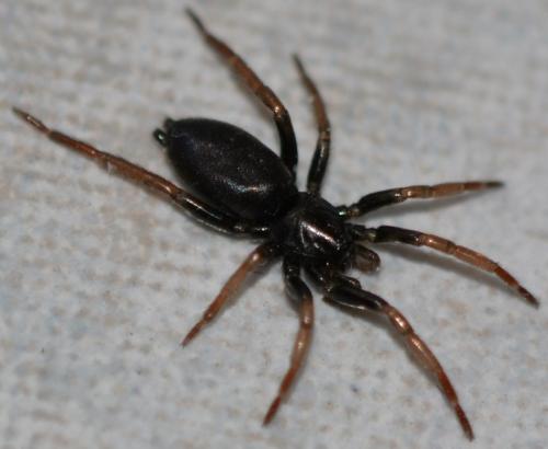 Trachyzelotes pedestris